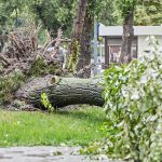 Boom omgevallen door storm